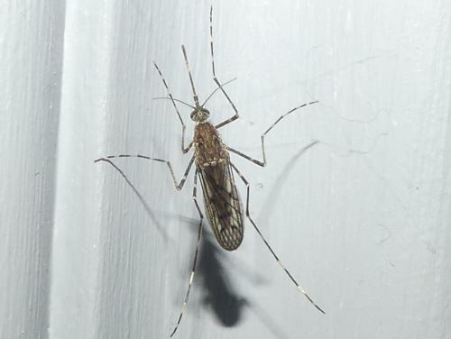 Culiseta annulata